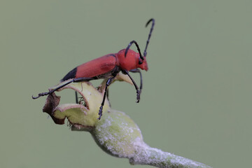 A longhorned beetle of the species Euryphagus lundii is looking for food in guava fruit. The larvae...