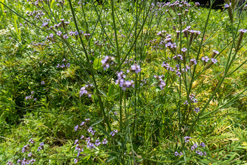 Iina Park Kawaguchi, Akayama Historical Nature Park