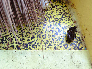 a dead black beetle on a dustpan
