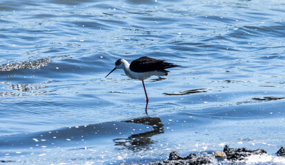 The Black-winged stilt strikes a pose of serene elegance as it stands gracefully on one leg, the...