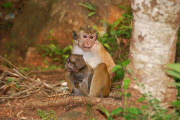 Sri Lanka | Monkeys