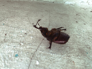 a dead black beetle on the floor