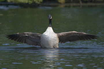 Canada Goose with wings spread