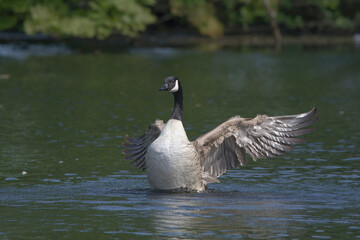 Canada Goose