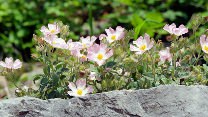 (Cistus x lenis) Pink Rock bush 'Grayswood Pink' above a rocky embankment with a magnificent pink...