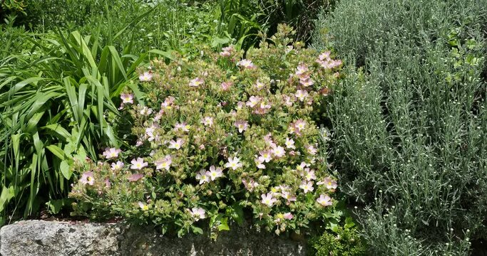 (Cistus x lenis) Pink Rock bush 'Grayswood Pink' above a rocky embankment with a magnificent pink flowering ground cover in spring

