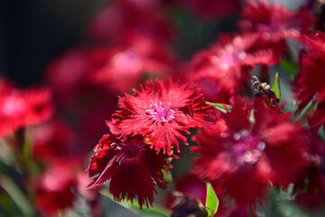 撫子のある風景