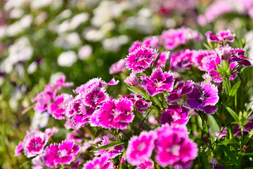 撫子のある風景