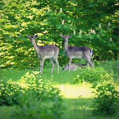 Beautiful animals in a wild nature. Fallow deer (Dama dama) Colorful natural background. Forest in...