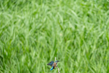 Iina Park Kawaguchi, Akayama Historical Nature Park