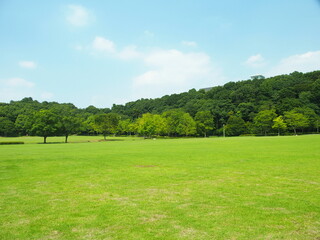 夏の草原と林のある21世紀の森と広場風景