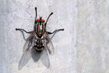 Flesh fly, sarcophaga carnaria, isolated on grey background, top view of a grey flesh fly with copy...