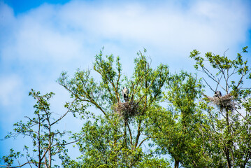 View of stork watching their chicks in nests on top of trees .