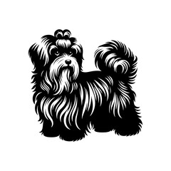 HAVANESE Dog Vector Silhouette- HAVANESE  Dog Illustration- Minimalist HAVANESE Dog  Vector Silhouette