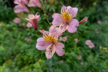 Around Akayama Castle (Akayama Historical Nature Park)