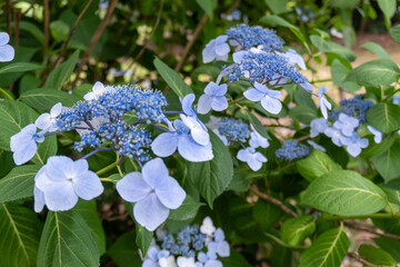Around Akayama Castle (Akayama Historical Nature Park)
