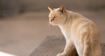 のんびり過ごす可愛い猫