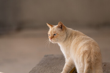 のんびり過ごす可愛い猫