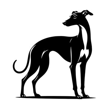 Italian Greyhound Silhouette - Graceful Lines Capture the Beauty and Speed of this Elegant Breed- Italian Grey Hound Illustration- minimalist Italian grey hound vector.