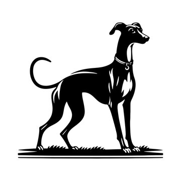 Italian Greyhound Silhouette - Graceful Lines Capture the Beauty and Speed of this Elegant Breed- Italian Grey Hound Illustration- minimalist Italian grey hound vector.