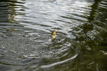 small carp (fish) caught on a hook in the water