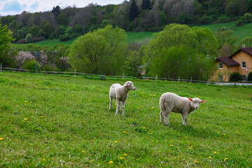 Obraz premium little lambs graze on a green meadow