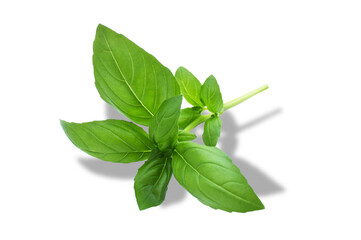 Basilikum, freigestellt als PNG