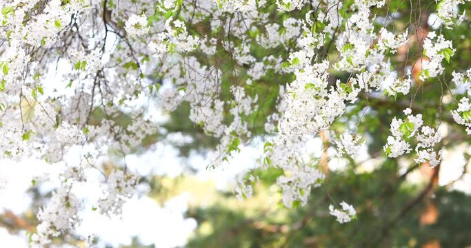 The branches of a tree with white flowers sway in the wind.