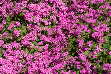 Oxalis articulata Windowbox Wood Sorrel