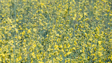 A field of yellow flowers with green stems