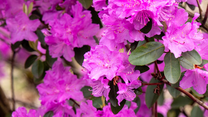 A bunch rhododendron of purple flowers with a few green leaves