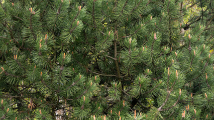 dense forest of evergreen trees with green needles