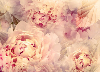Flowers  peonies.   Floral spring background. Petals peonies. .  Close-up. Nature.