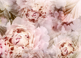 Flowers  pink  peonies.   Floral spring background. Petals peonies. .  Close-up. Nature.
