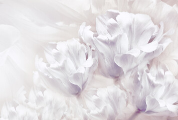 Tulips   flowers  on white background.  Floral  spring  background.  Close-up. Nature.