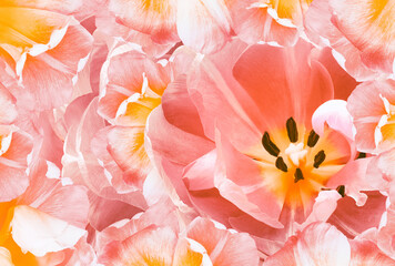 Tulip flower pink.  Floral spring background.  Close-up. Nature.