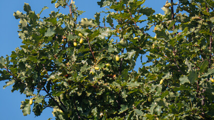 A tree with many acorns on it