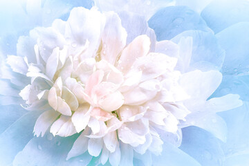 Flowers  light  blue   peony.   Floral vintage background.   Petals peonies.  Close-up. Nature.
