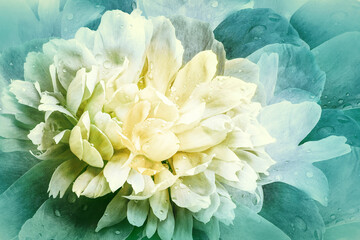 Flowers  light turquoise  peony.   Floral vintage background.   Petals peonies.  Close-up. Nature.