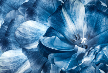 Tulips flowers  blue..  Floral background.  Close-up. Nature.