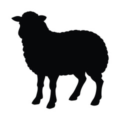 black sheep isolated on white