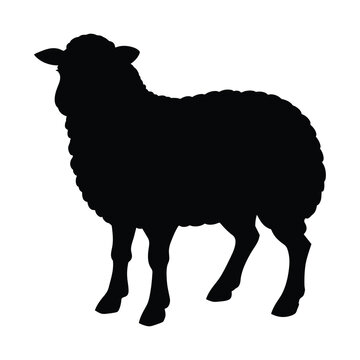 recommend clip art: black sheep isolated on white