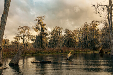 Swamp boat tour in Louisiana