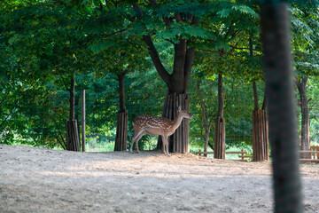 View of the deers in the park