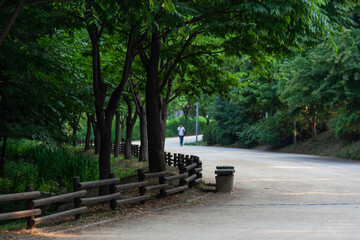 View of the footpath in the park