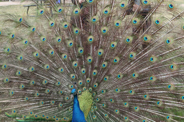 Obraz premium close up of peacock