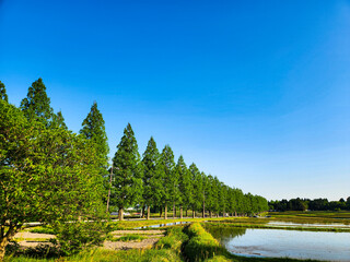 滋賀県にあるメタセコイア並木道
