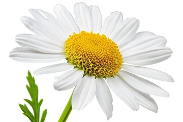 Delicate Daisy Flower with Transparent Background Cut-Out