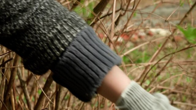 cutting bush branches with garden scissors. close-up