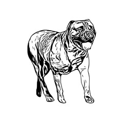 sketch of a dog with a transparent background